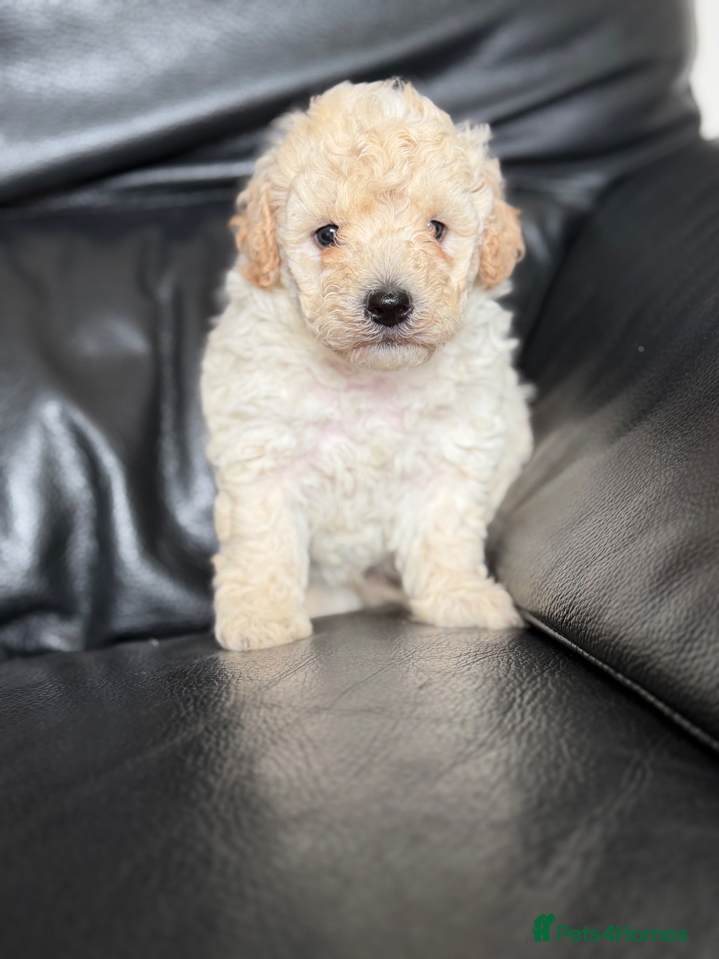 Poochon dogs Outstanding F1 health tested puppies - Advert 17