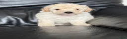 Poochon dogs for sale: Outstanding F1 health tested puppies - Advert 1