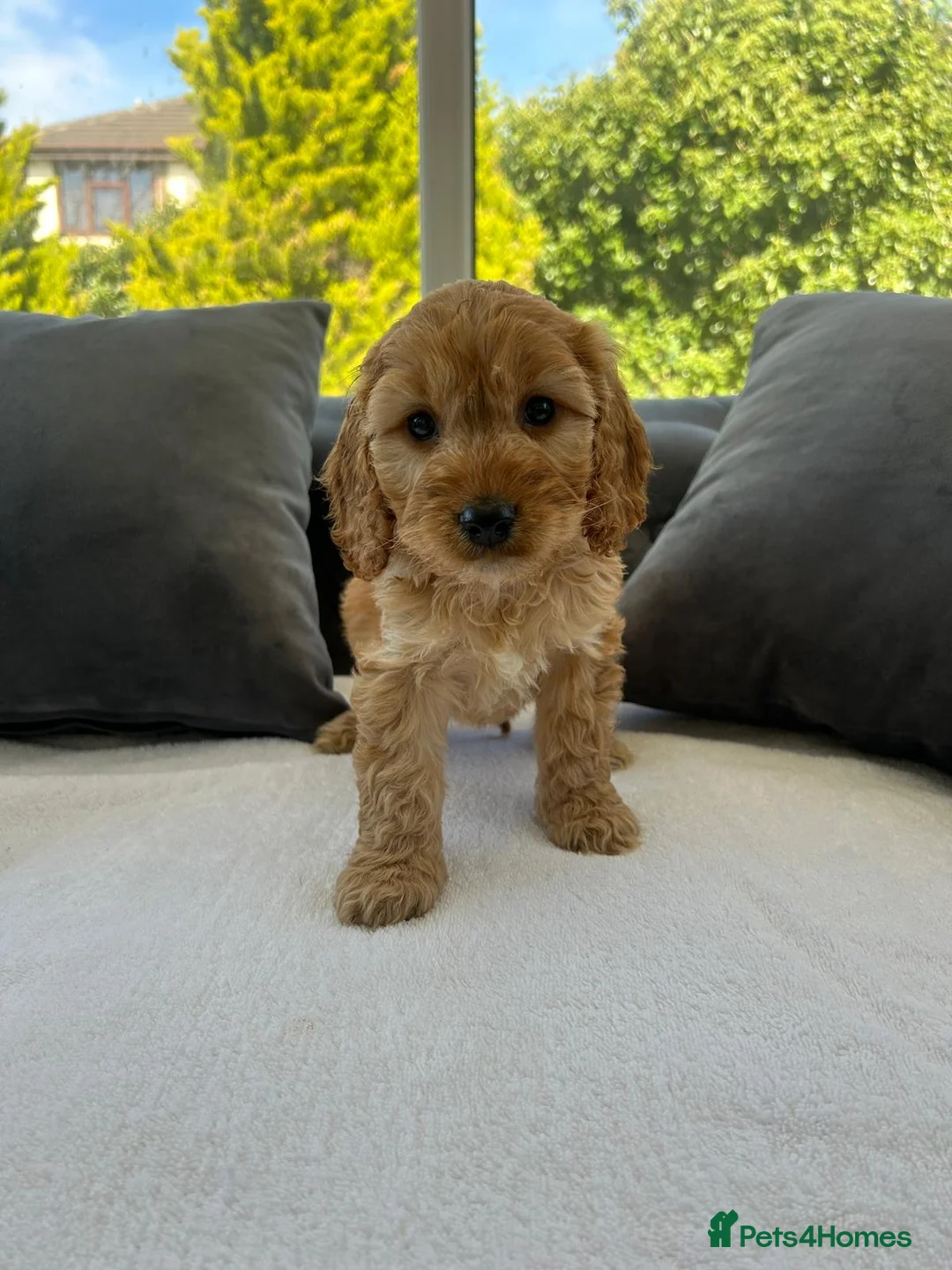 Cockapoo dogs for sale: F1 cockapoo puppies  - Advert 1