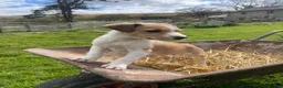 Welsh Collie dogs for sale: Welsh collie pups - Advert 6