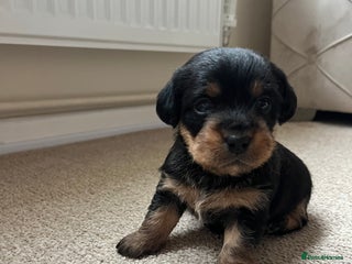 Jack Russell dogs Jack Russel puppies - Advert 2