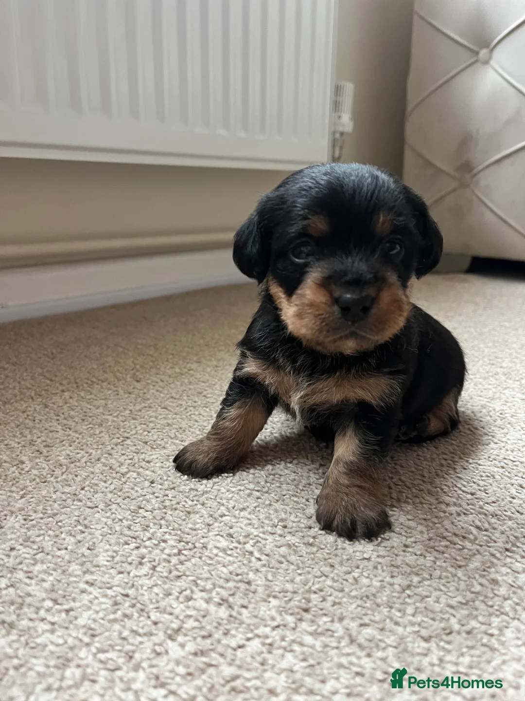 Jack Russell dogs for sale: ❌ sold ❌Jack Russel puppies - Advert 1