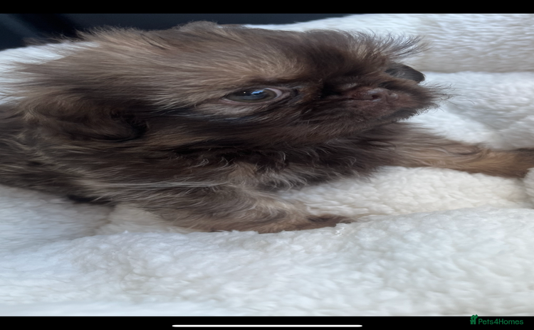 Shih Tzu dogs - Advert 7