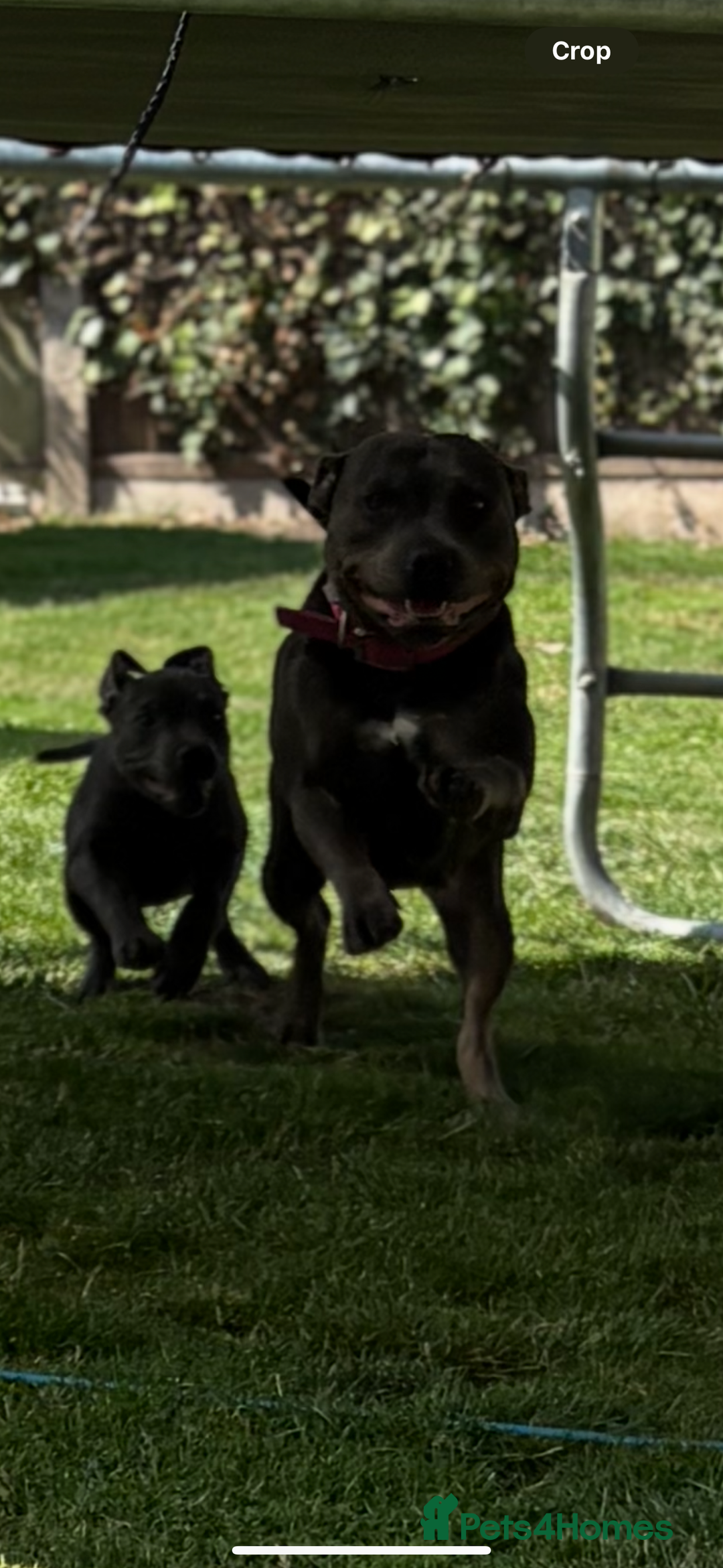 Staffordshire Bull Terrier dogs for sale: Stunning blue puppy  - Image 7