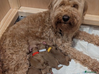 Goldendoodle dogs Puppies are born! Miniature goldendoodle puppies - Advert 2