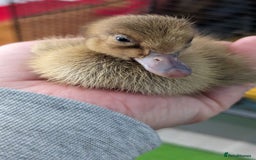 Ducks poultry for sale: 3 ducklings needing forever homes  - Image 2
