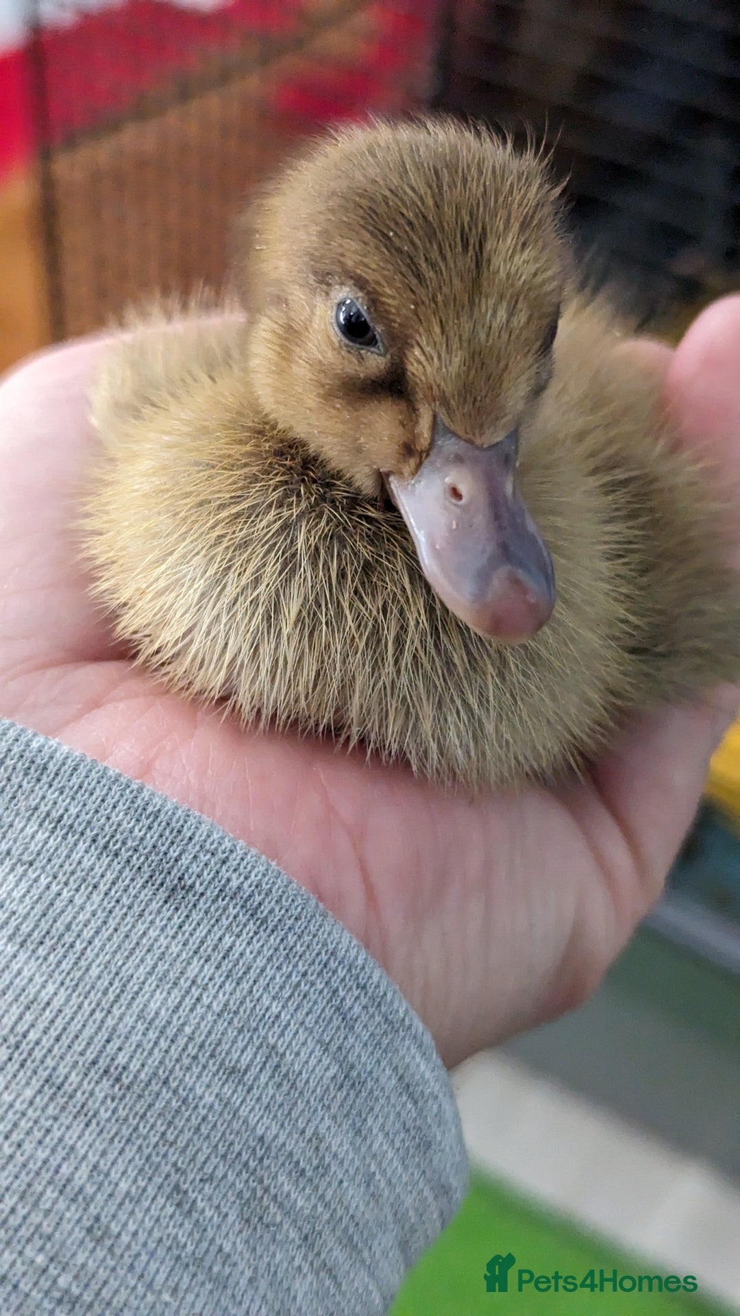Ducks poultry for sale: 3 ducklings needing forever homes  - Image 2