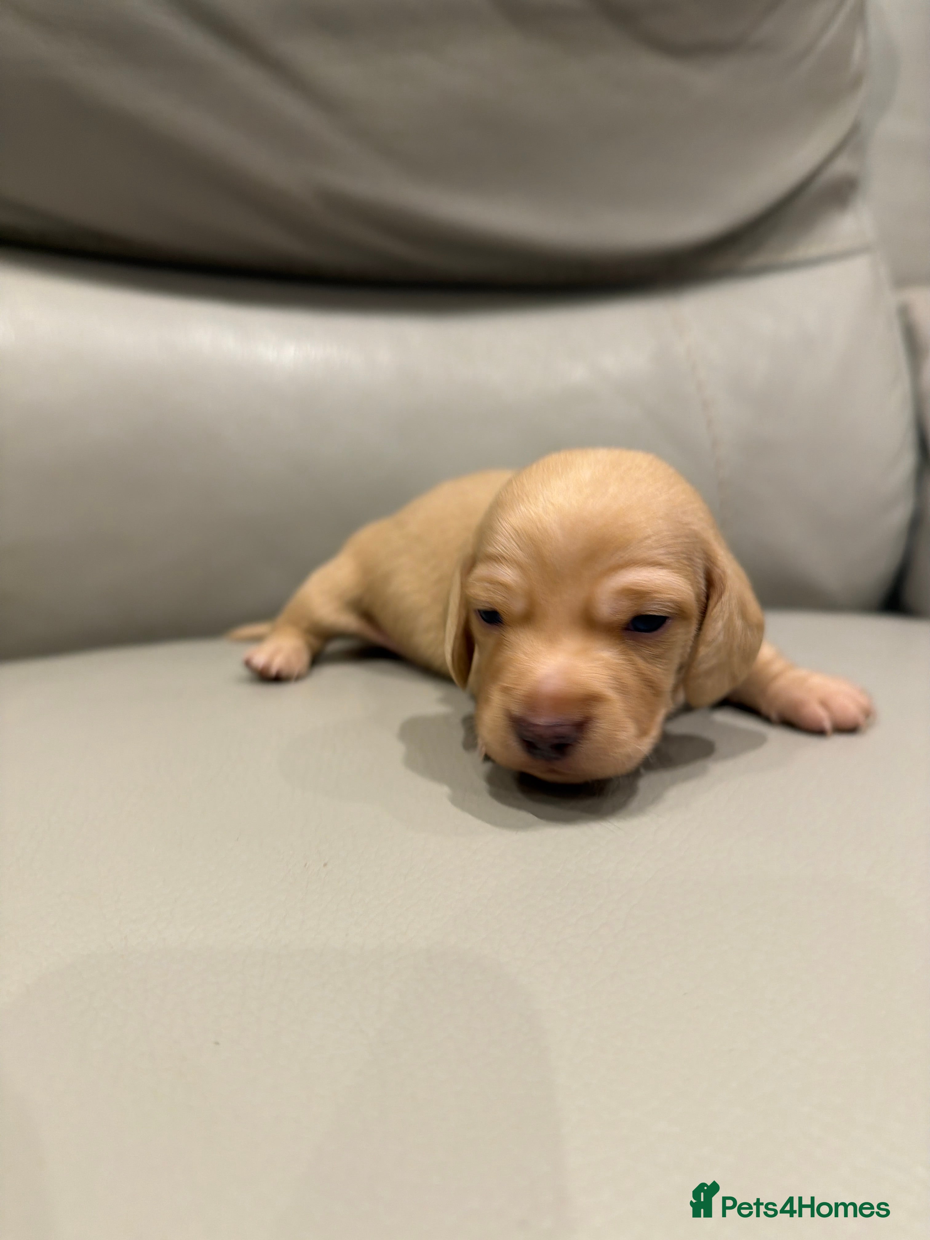 Miniature Dachshund dogs Miniature Dachshund Long & smooth haired  - Advert 2