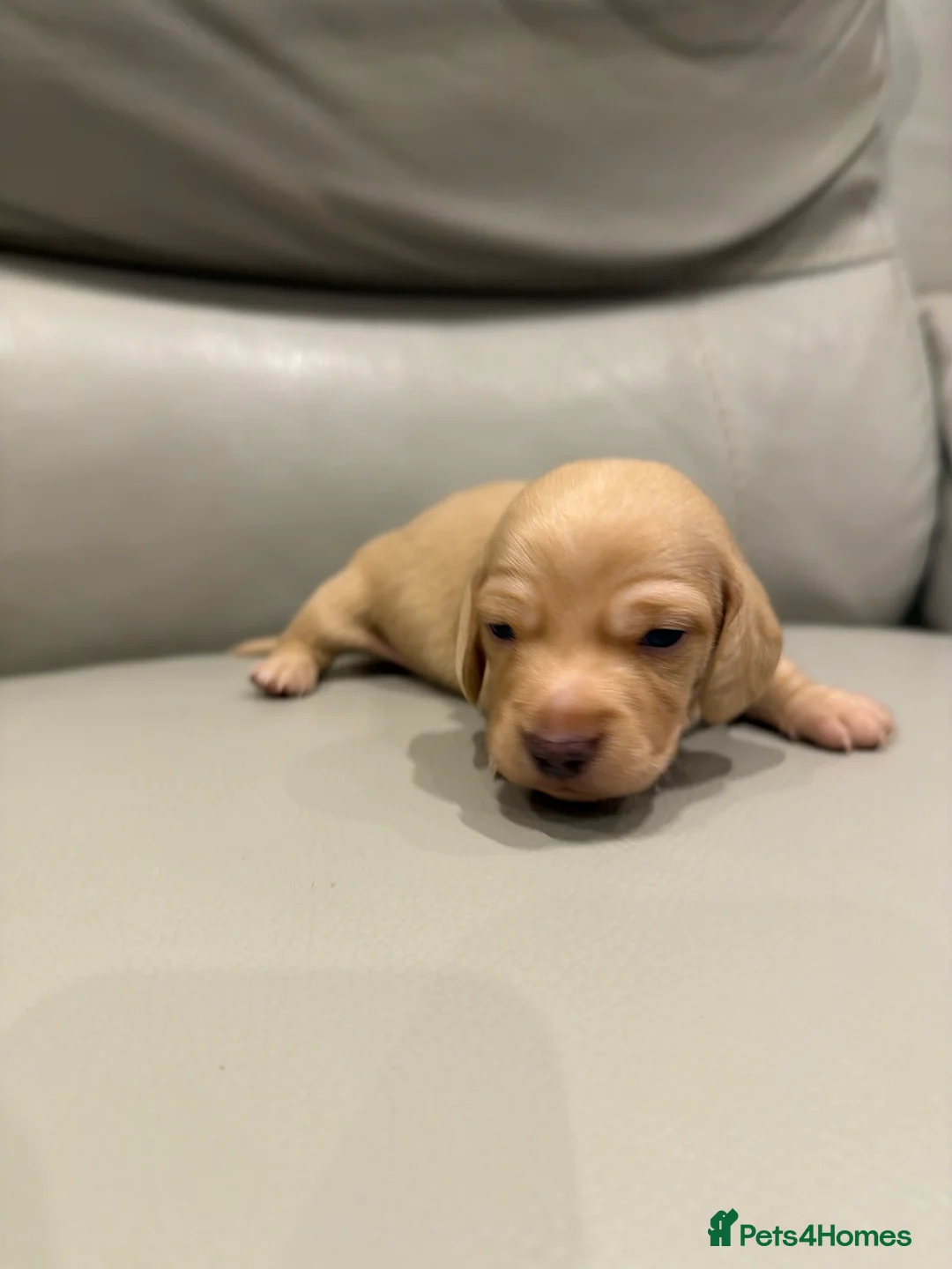 Miniature Dachshund dogs for sale: Miniature Dachshund Long & smooth haired  in Havant - Advert 2