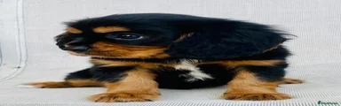 Cavalier King Charles Spaniel 2