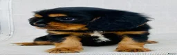 Cavalier King Charles Spaniel dogs for sale: K.C registered Black n Tan Cavalier King Charles - Advert 8