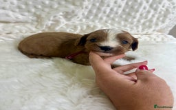 Cavapoo dogs for sale: Top Class Extensively tested F1b Toy Cavapoo pups - Image 3