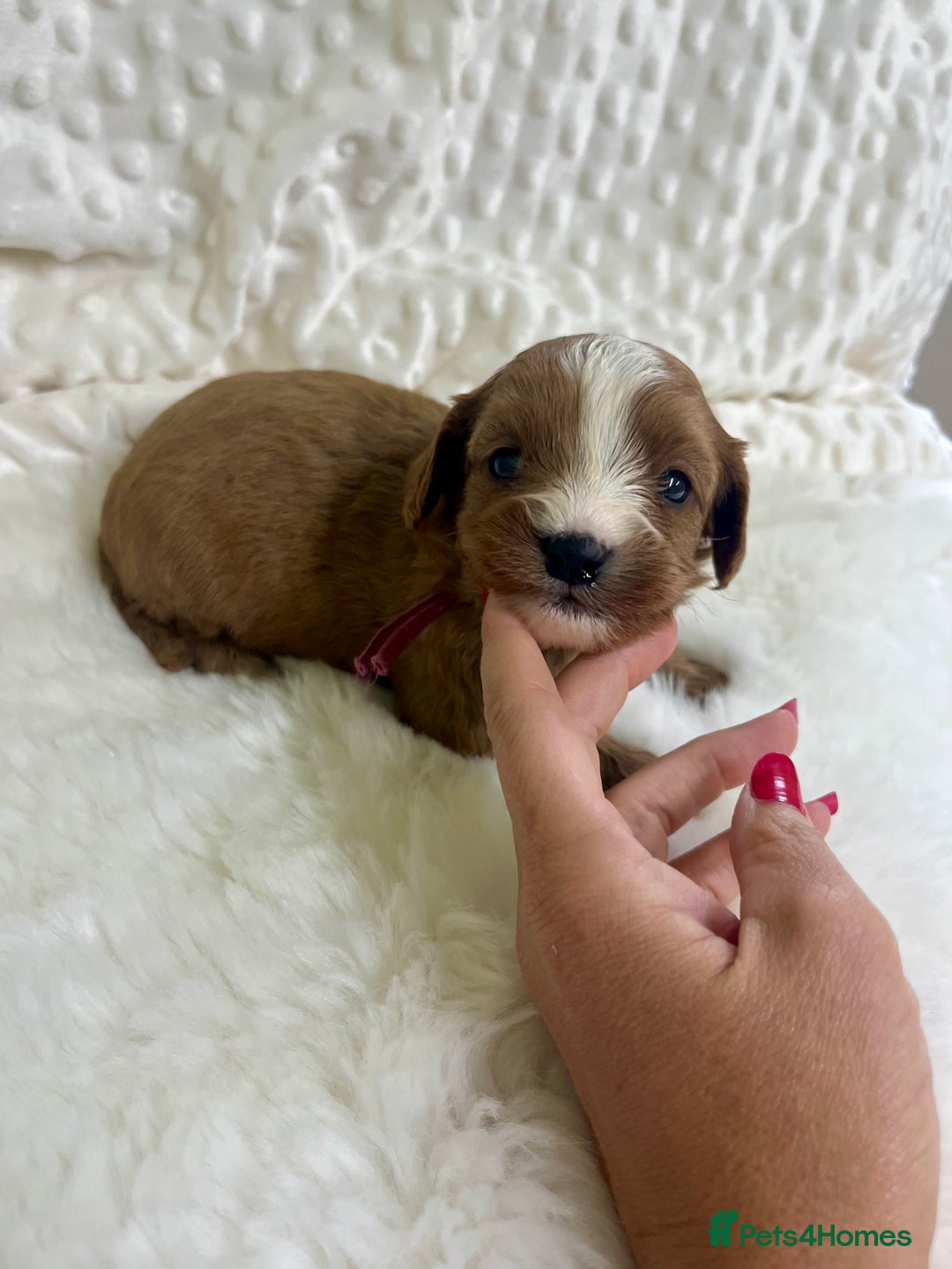 Cavapoo dogs for sale: Top Class Extensively tested F1b Toy Cavapoo pups - Image 3