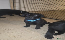Labrador Retriever dogs for sale: 5 labrador puppies ready for there new homes now - Image 5