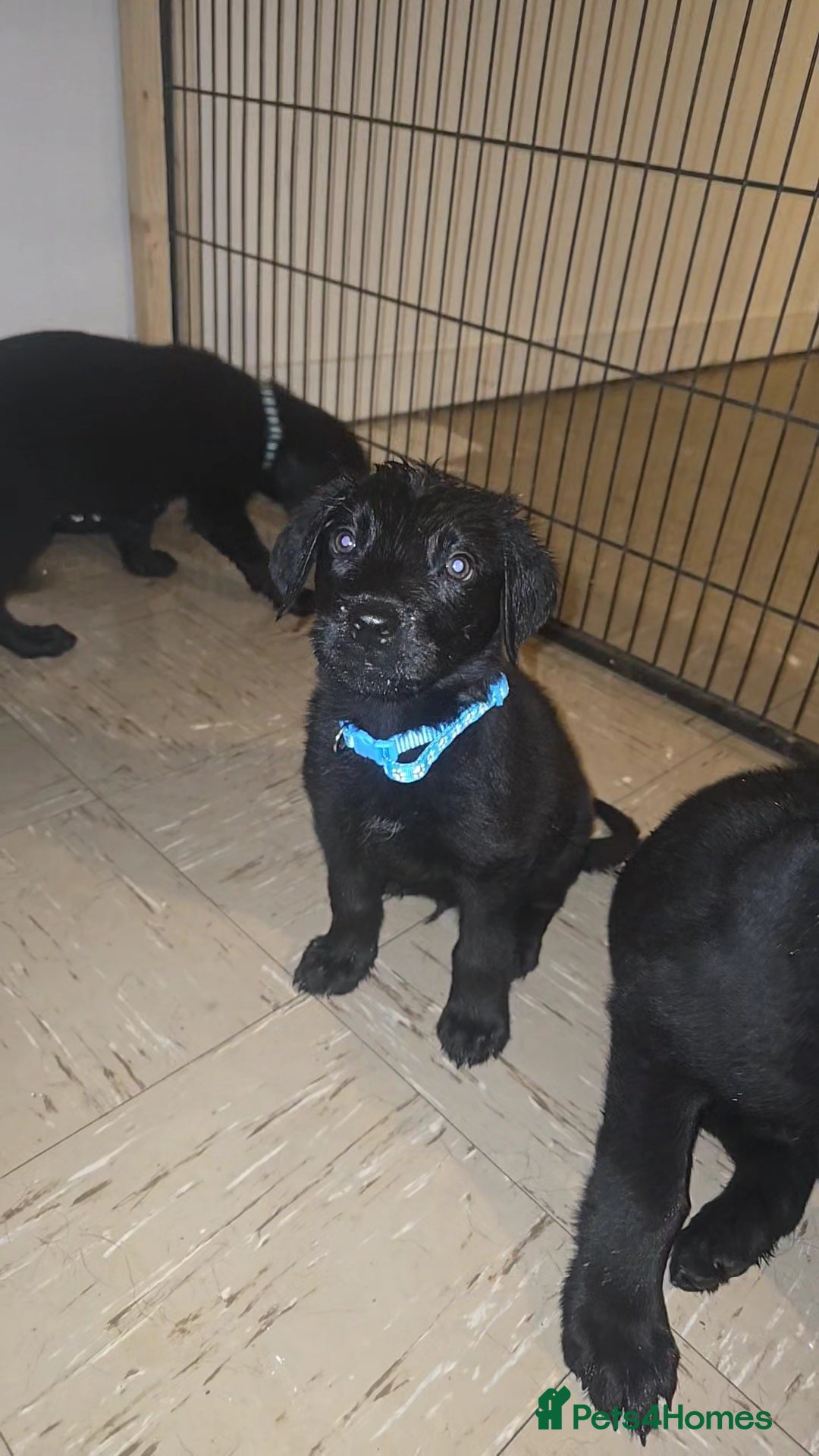 Labrador Retriever dogs for sale: 5 labrador puppies ready for there new homes now - Image 5