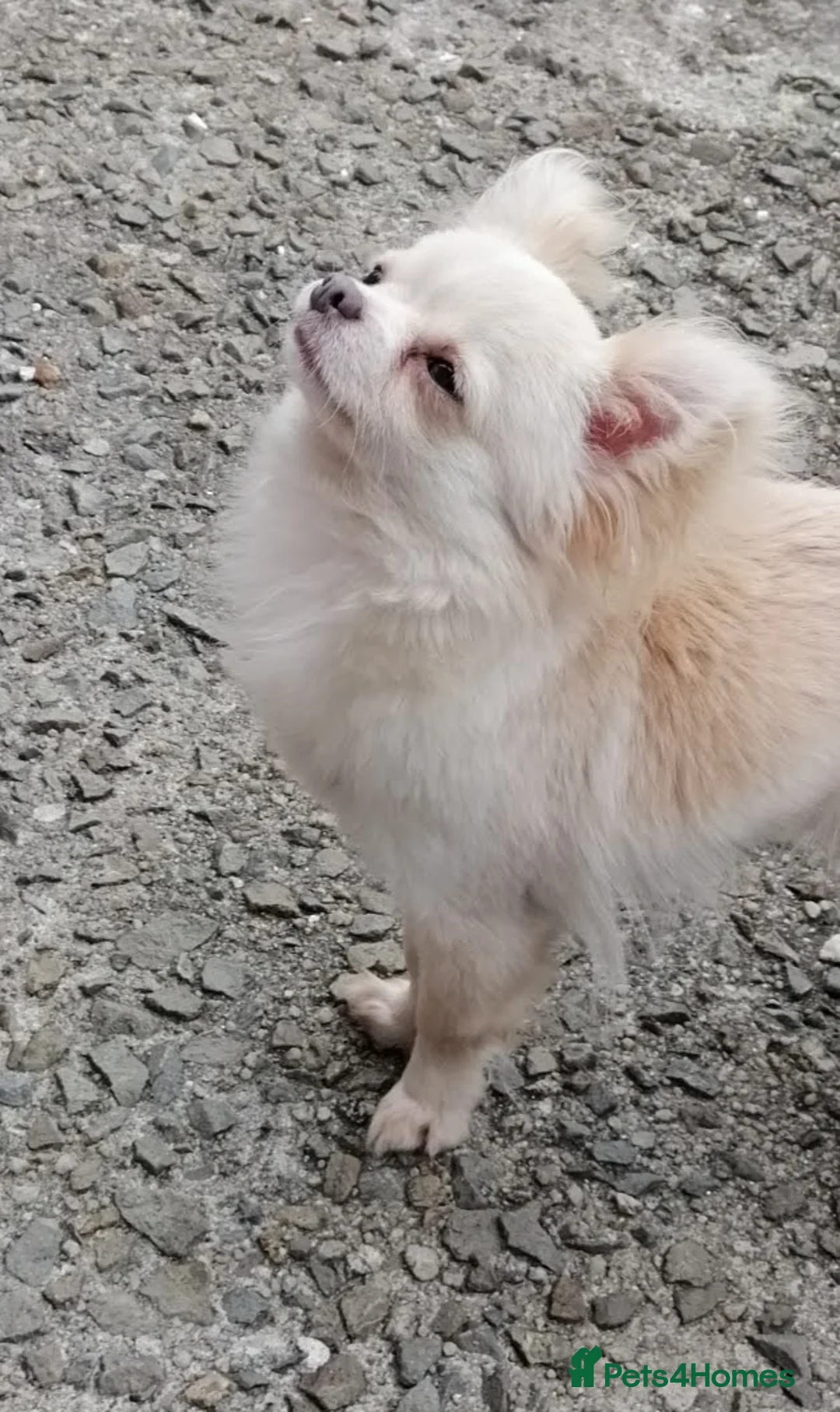 Chihuahua dogs for sale: TINY CHIHUAHUA BOY in Newquay - Advert 2