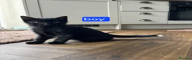 Domestic Shorthair Kitten 2