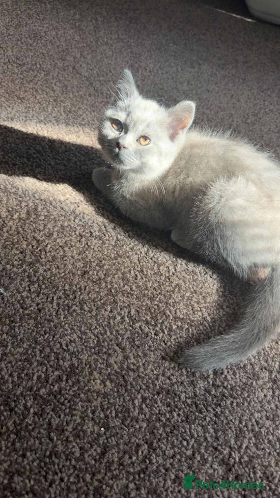 British Shorthair cats for sale: Mister Max in Slough - Advert 1