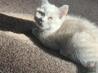 British Shorthair cats Mister Max - Advert 3