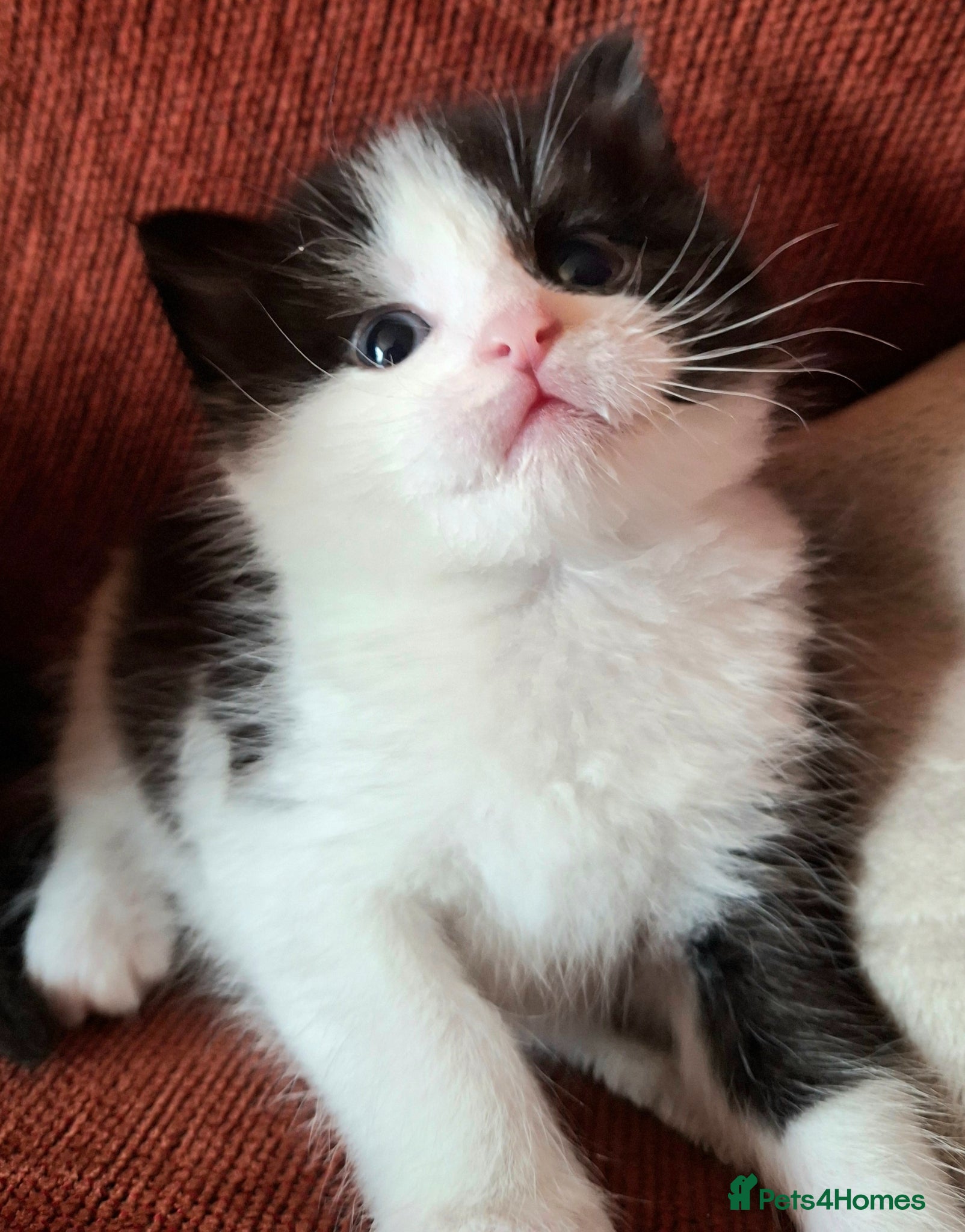 Mixed Breed cats Beautiful baby kittens.  - Advert 18