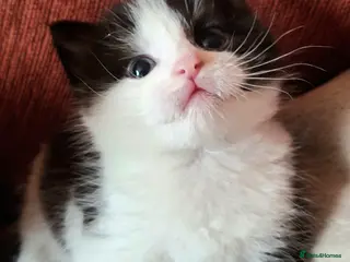 Mixed Breed cats Beautiful baby kittens. - Advert 18