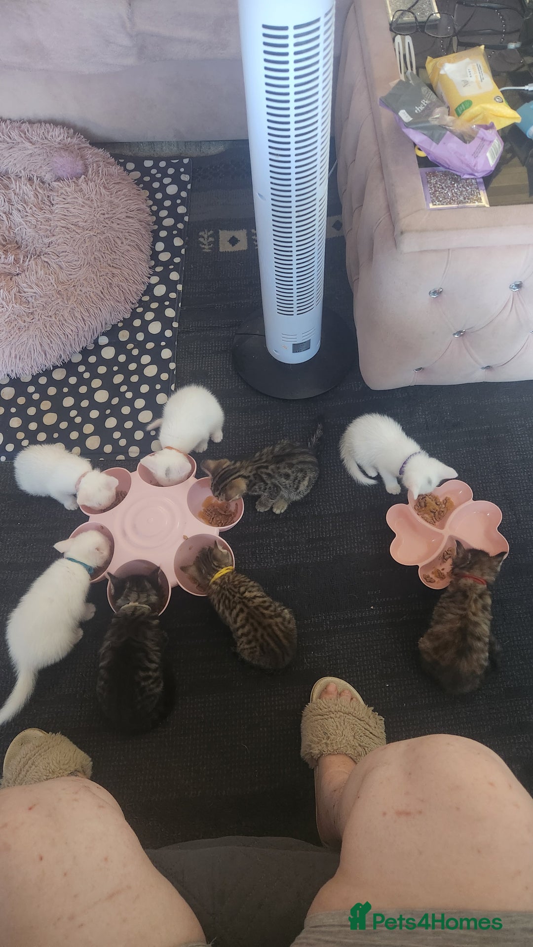 Turkish Angora cats for sale: Turkish angora cross Bengal  - Image 22