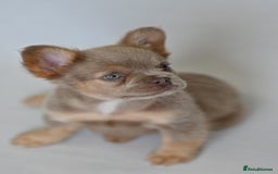 French Bulldog dogs for sale: Fluffy French Bulldogs/DNA Tested Parents  - Image 9