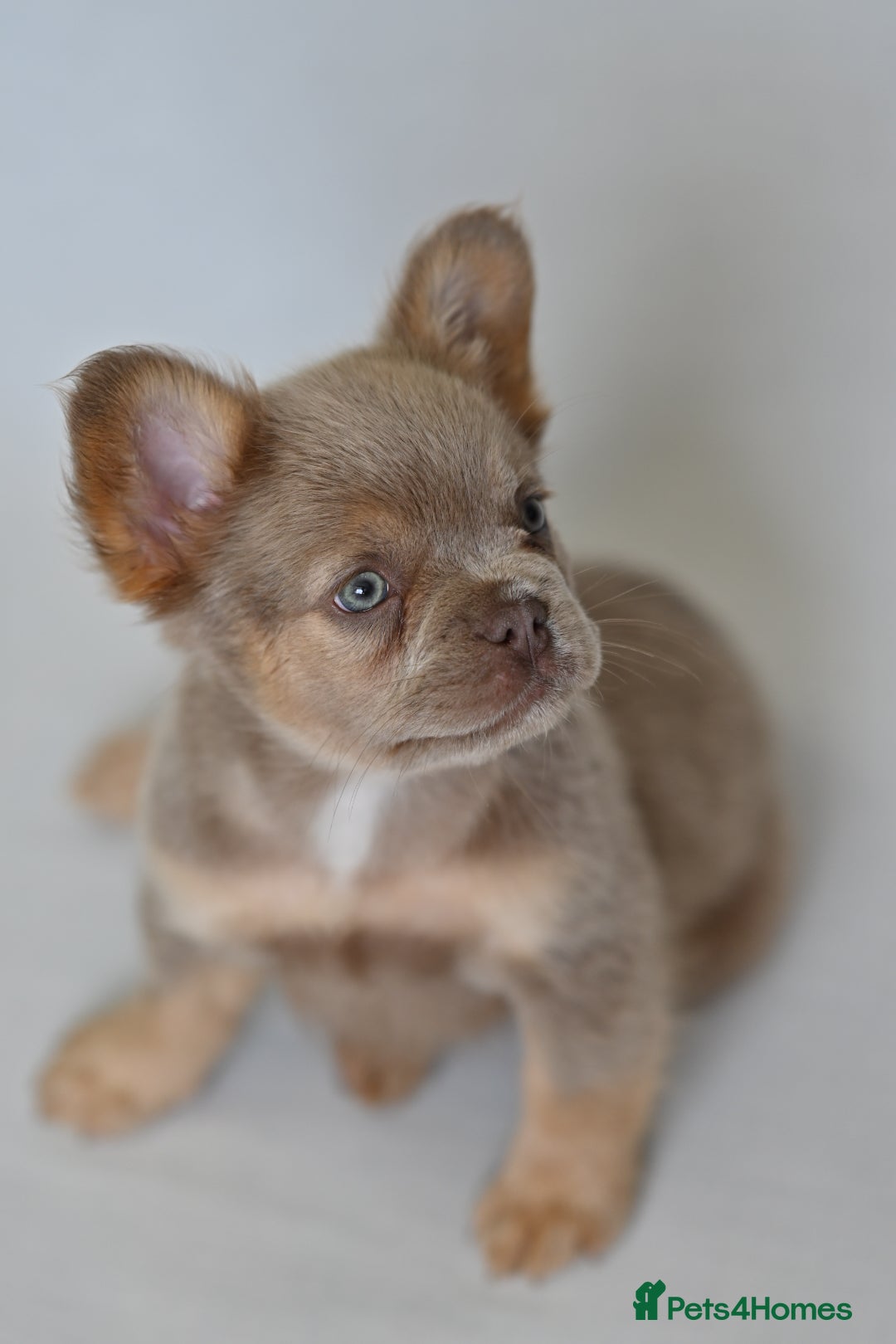 French Bulldog dogs for sale: Fluffy French Bulldogs/DNA Tested Parents  - Image 9