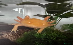 Axolotl reptiles for sale: Axolotl Golden type - Advert 1