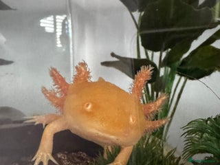 Axolotl reptiles Axolotl Golden type - Advert 2