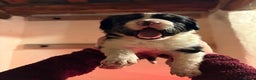Mixed Breed dogs for sale: Collie x Cokerpoo pups  - Advert 3