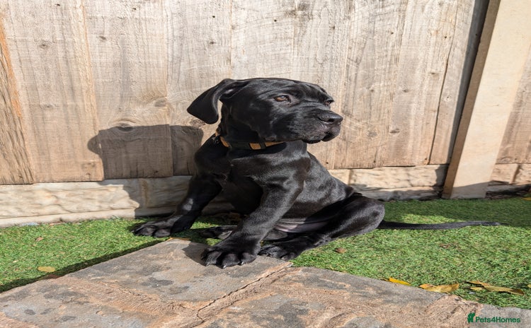 Cane Corso dogs - Advert 7