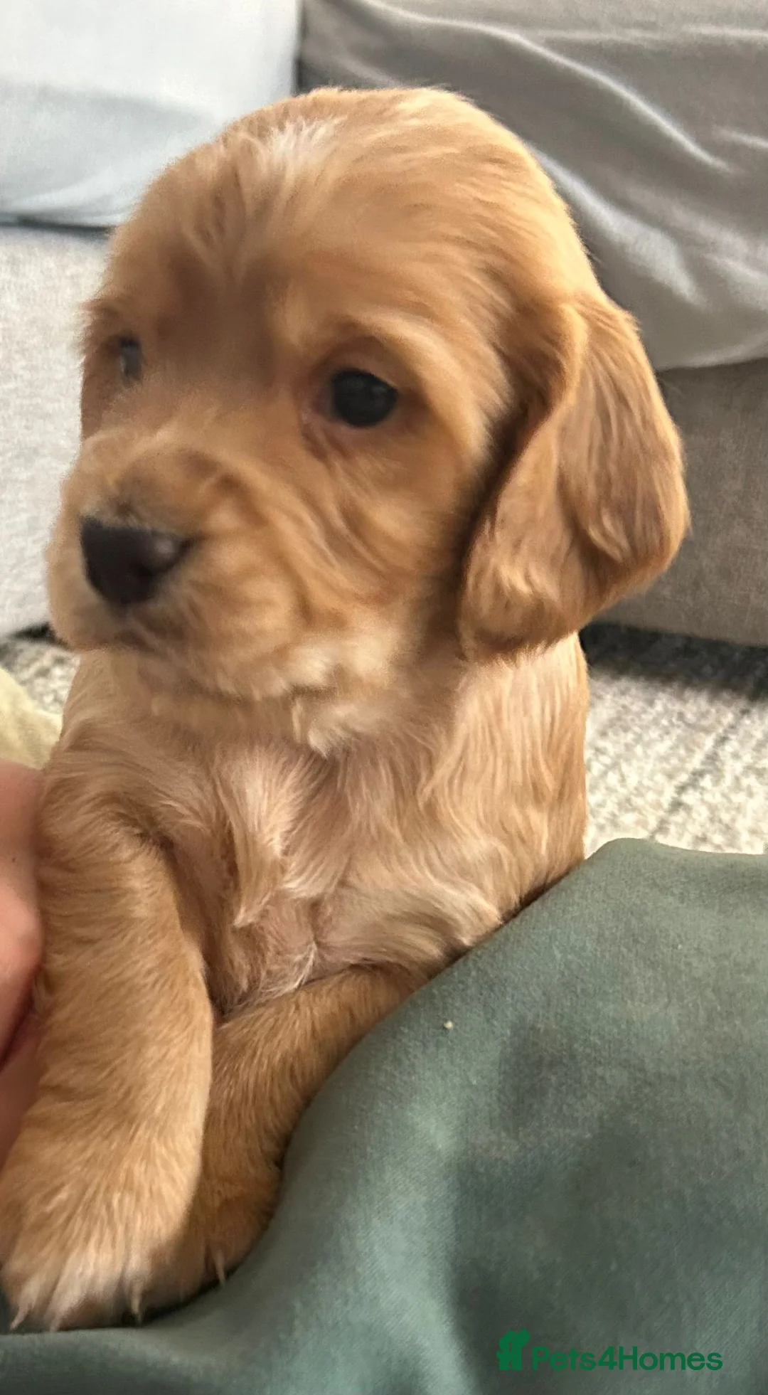 Cocker Spaniel dogs for sale: Working cocker spaniel  - Advert 2