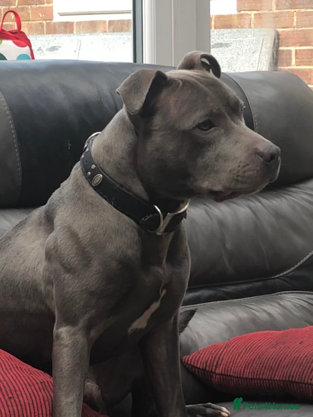 Staffordshire Bull Terrier dogs for stud: STUD…. Blue Siras champion bloodlines  in Stroud - Image 13