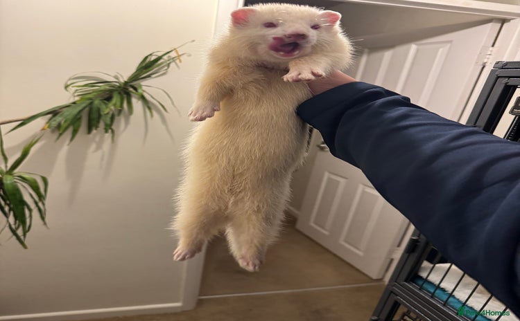 Ferret rodents - Advert 4