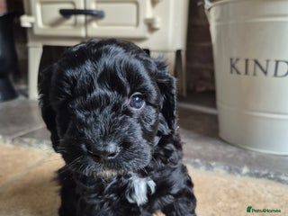 Cockapoo dogs - Advert 5