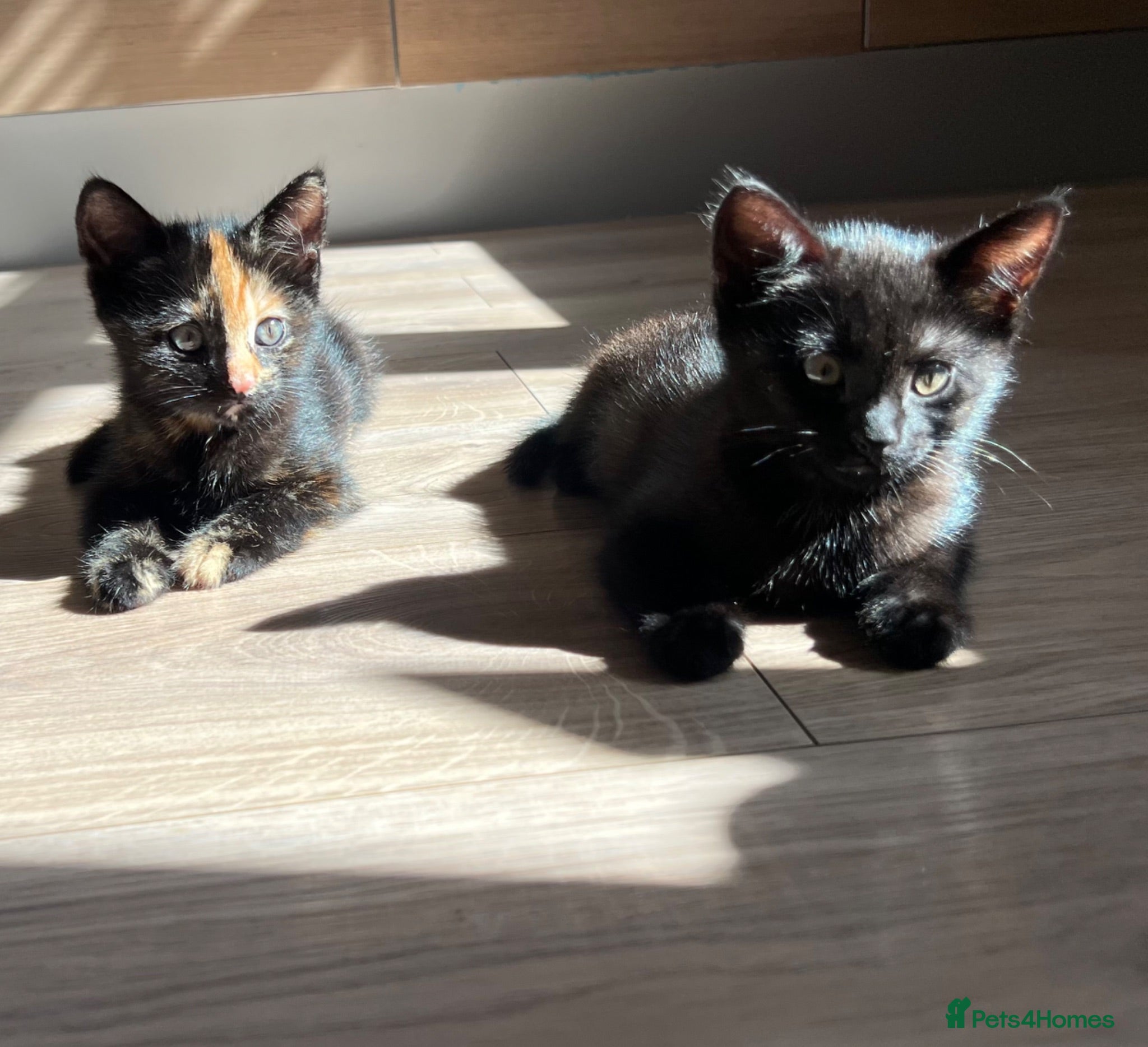 Domestic Shorthair cats Black & Tortoise-Shell - [READY NOW] - Advert 19