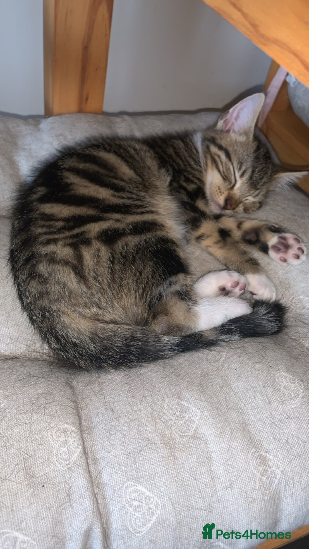 Brazilian Shorthair cats for sale: Kitten for sale! - Image 2