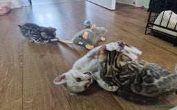 Bengal cats for sale: TICA Genetic & Health Tested Bengal Kittens  - Image 17