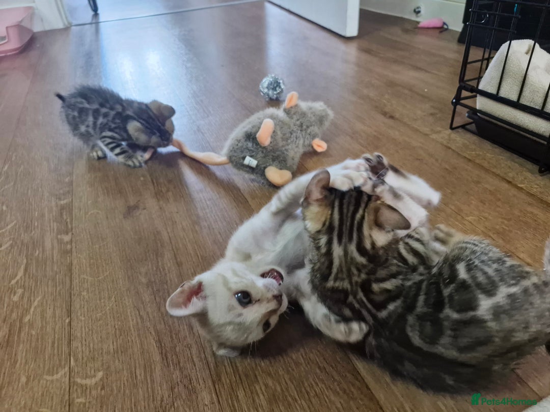 Bengal cats for sale: TICA Genetic & Health Tested Bengal Kittens  - Image 17