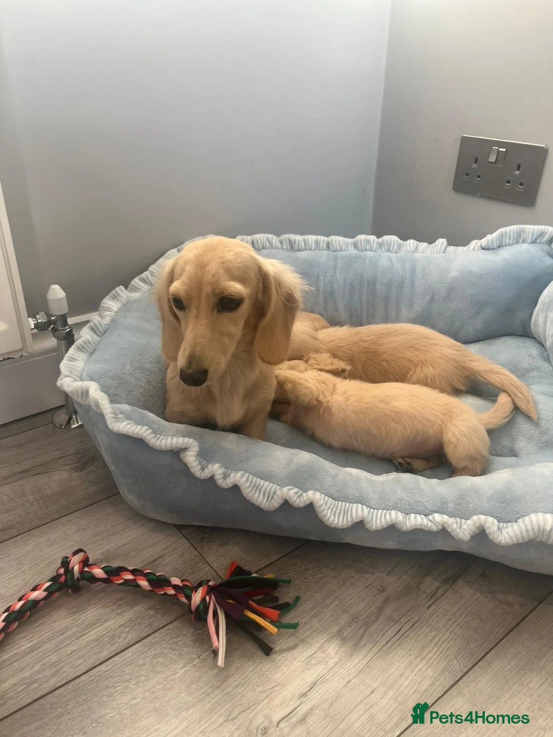 Miniature Dachshund dogs for sale: Beautiful English cream miniature Dachshund - Advert 2