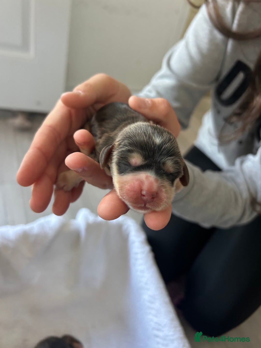 Cocker Spaniel dogs for sale: ✨show type cocker spaniel✨ - Image 9
