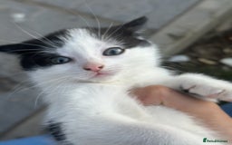 British Shorthair cats for sale: Adorable Black and White Kittens (mixed breed) - Image 20