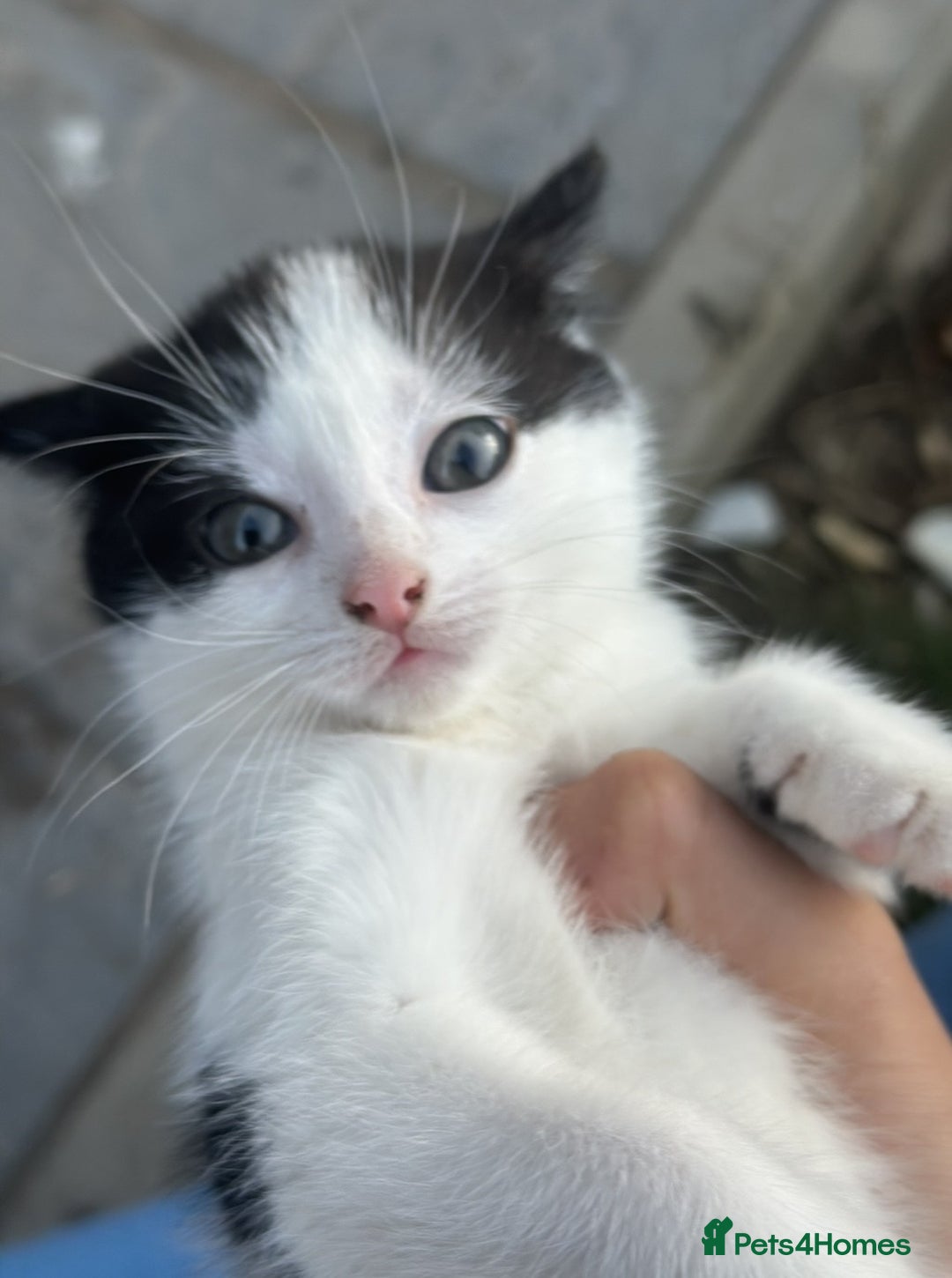 British Shorthair cats for sale: Adorable Black and White Kittens (mixed breed) - Image 20