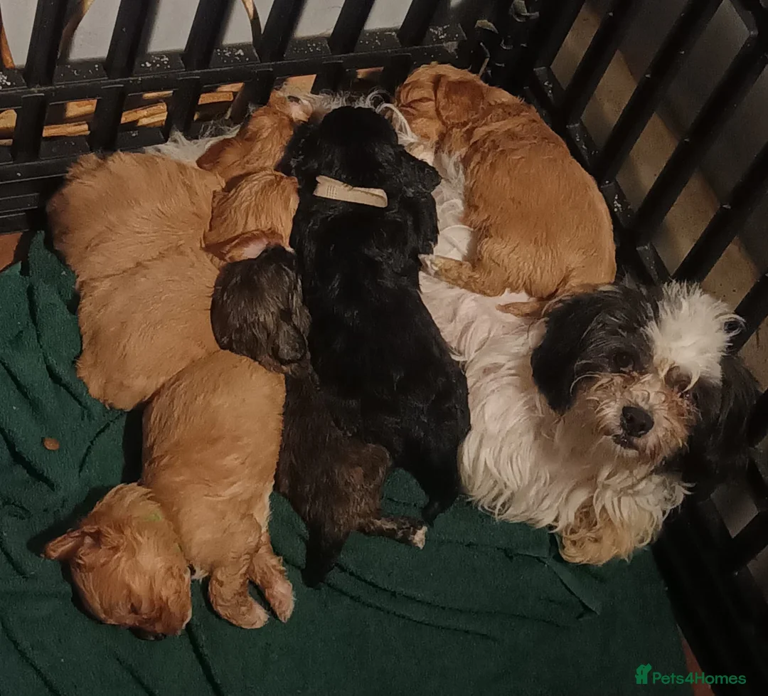 Mixed Breed dogs for sale: Cava tzu puppies - Advert 2
