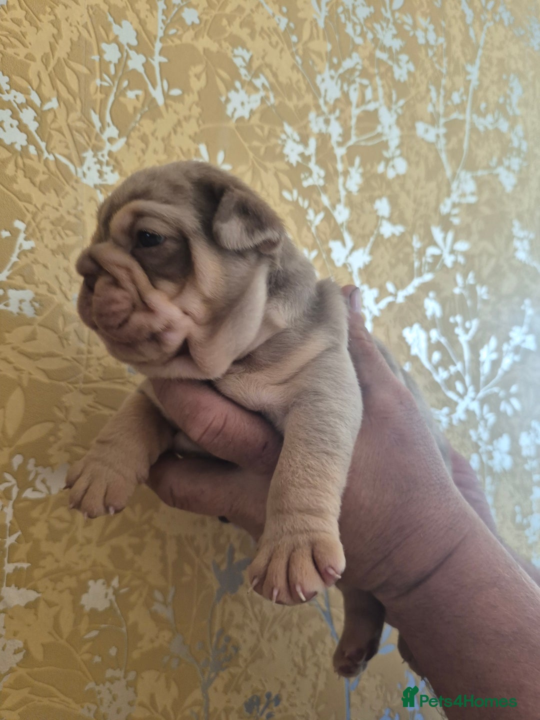English Bulldog dogs for sale: Merle British Bulldog Pup's  - Image 5