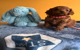 Cockapoo dogs for sale: F1b Cockapoo Puppies Ready Soon for Loving Homes - Image 17