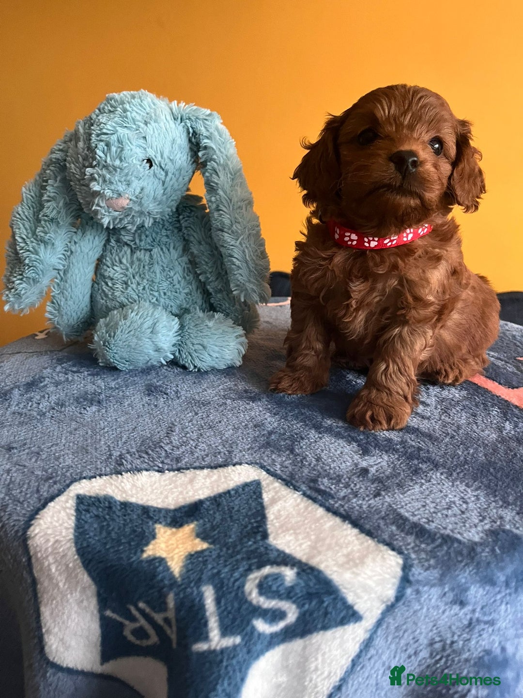 Cockapoo dogs for sale: F1b Cockapoo Puppies Ready Soon for Loving Homes - Image 17