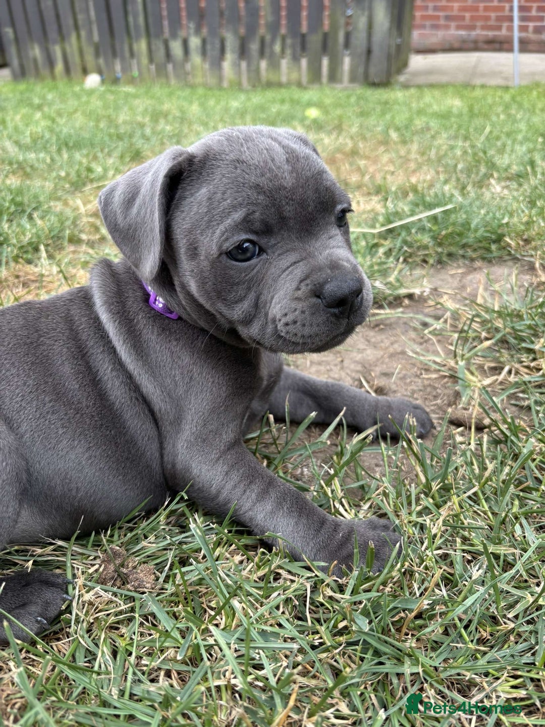 Staffordshire Bull Terrier dogs for sale: 💥READY TO LEAVE NOW 💥 PURE BLUE STAFFS PUPS🩵 in Barnsley - Image 27