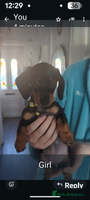 Miniature Dachshund dogs - Advert 5
